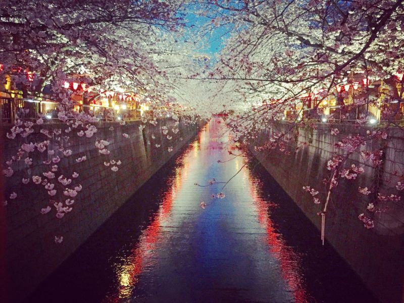 Sakura. Nakameguro, Tokyo, Japan. By Aaron Baggett.